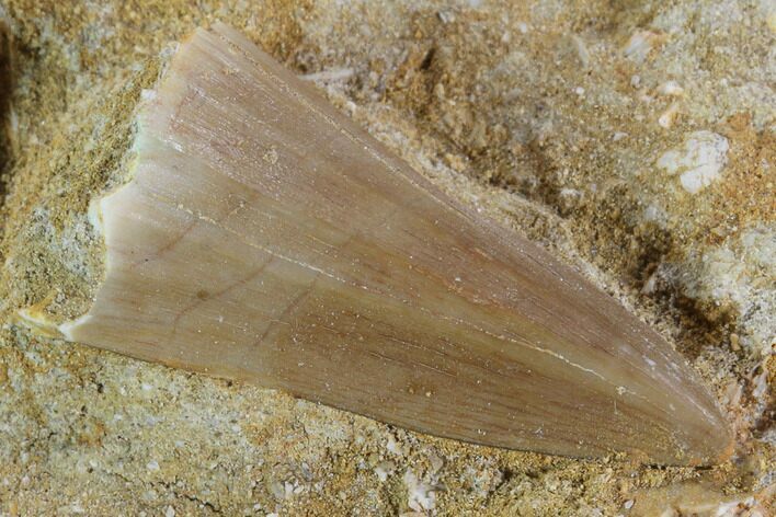 Mosasaurus Tooth In Rock - Nice Tooth #96174
